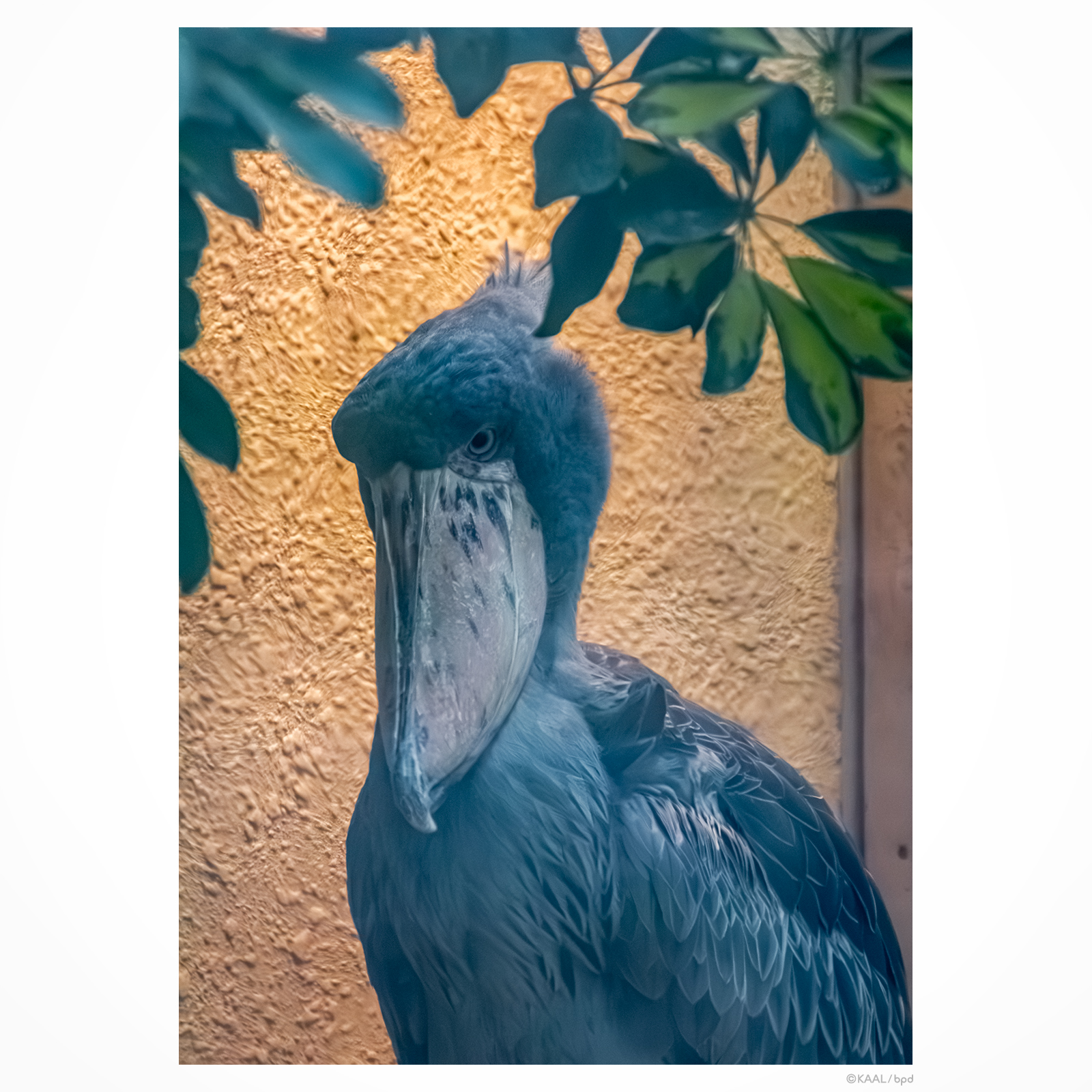 上野動物園のハシビロコウ