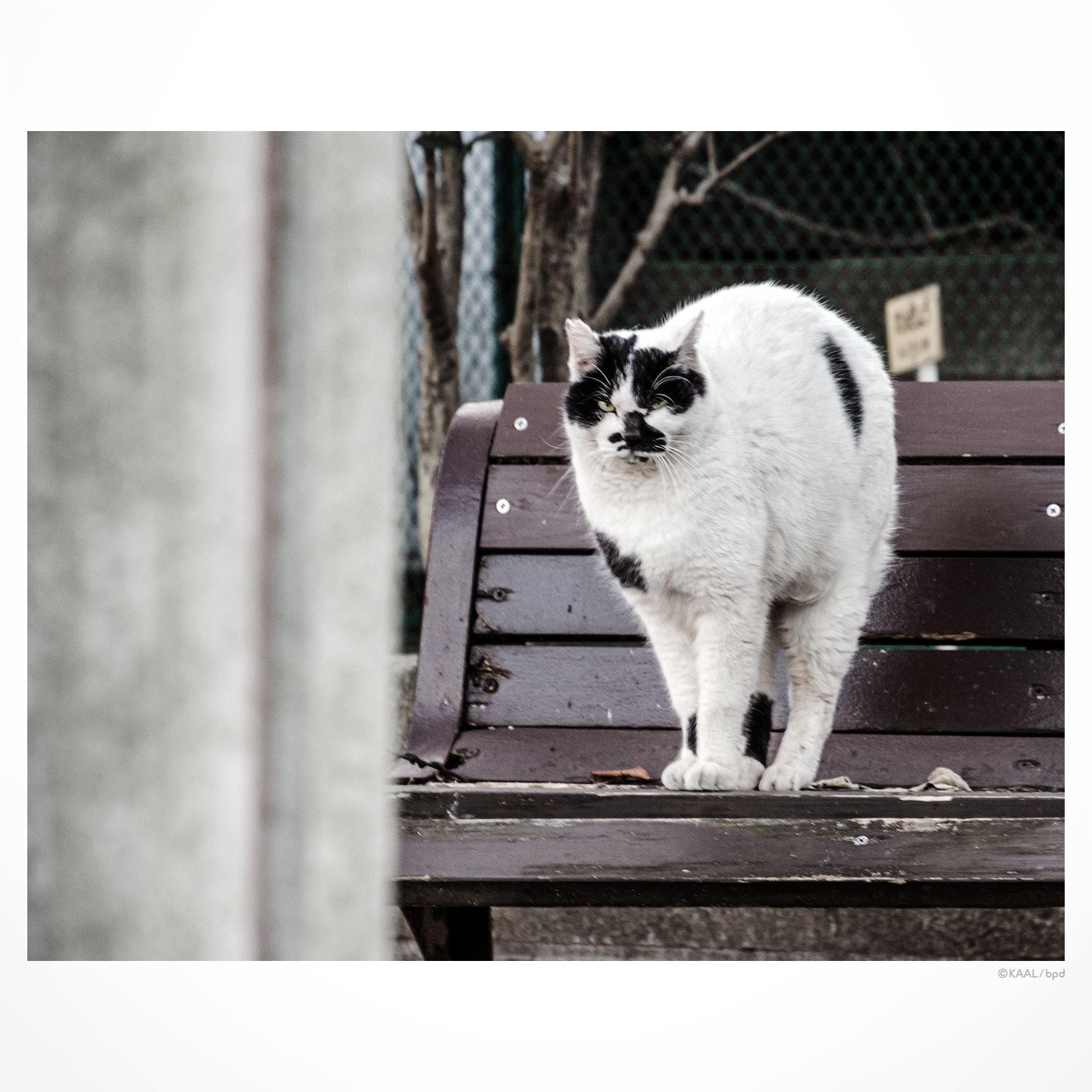 白黒ブチねこ　牛柄