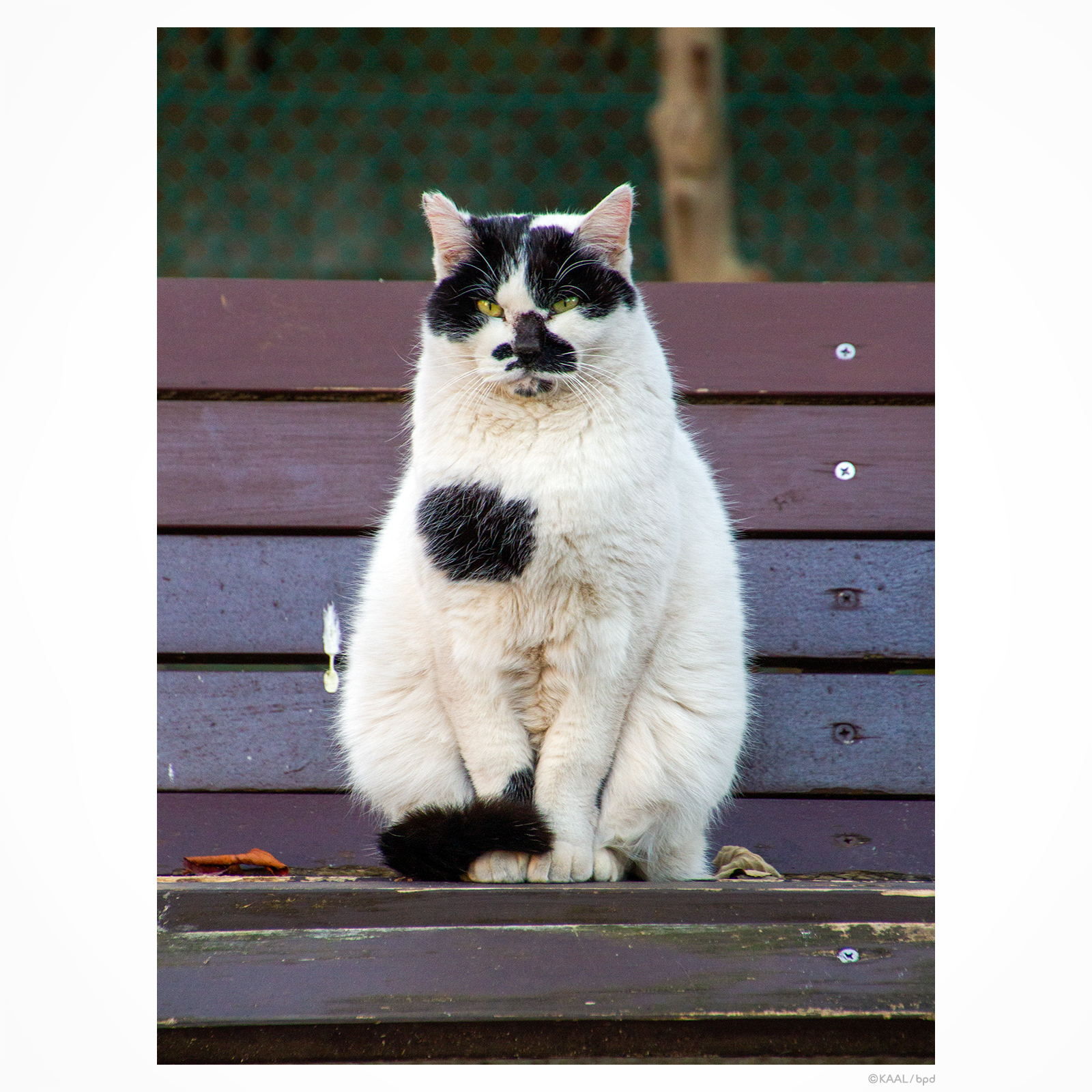 白黒ブチねこ　牛柄