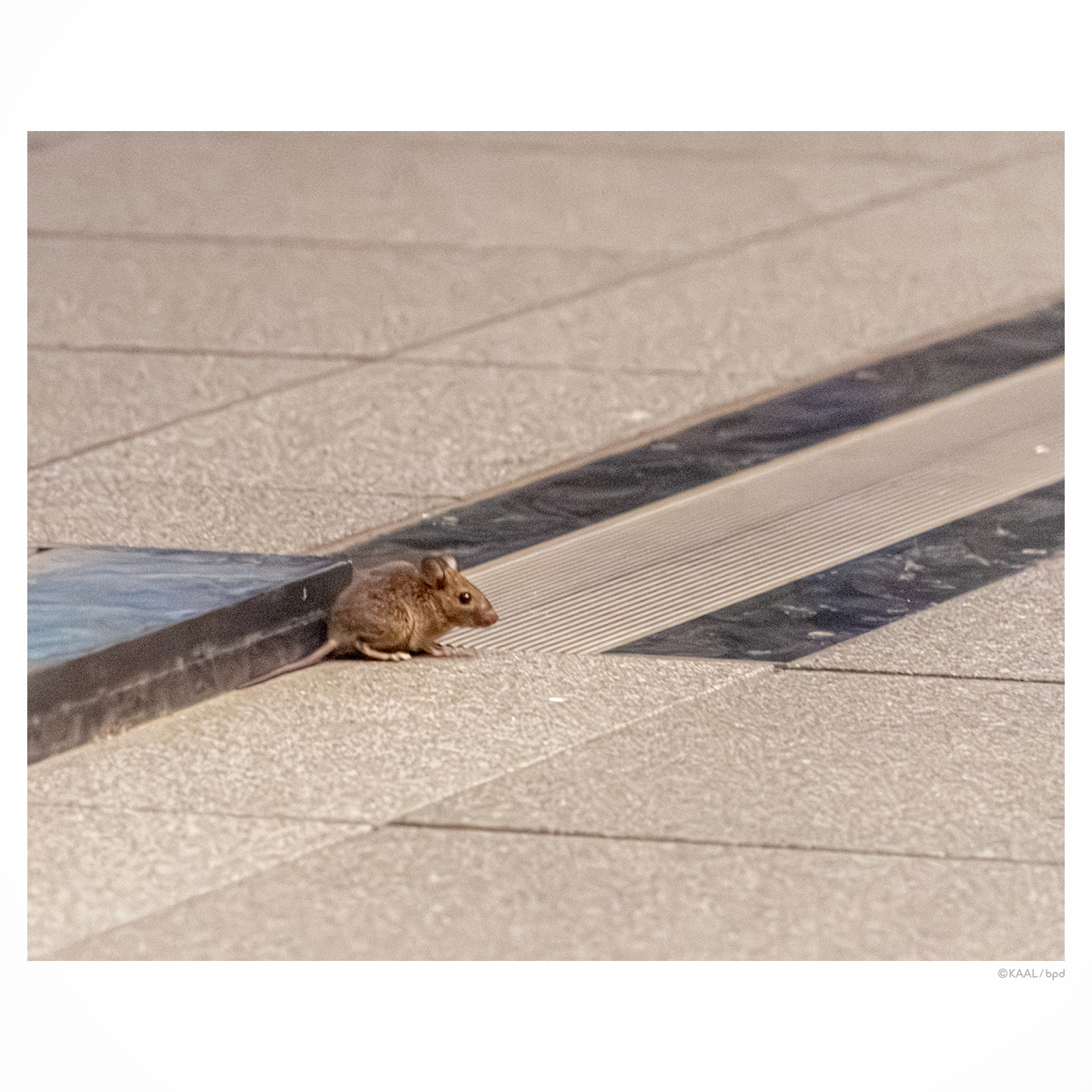 都会のネズミ