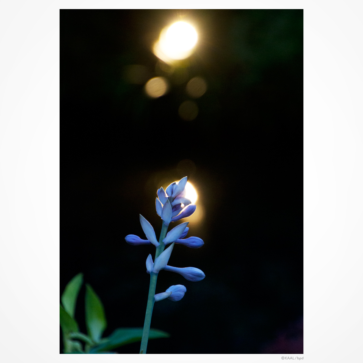 紫色の花