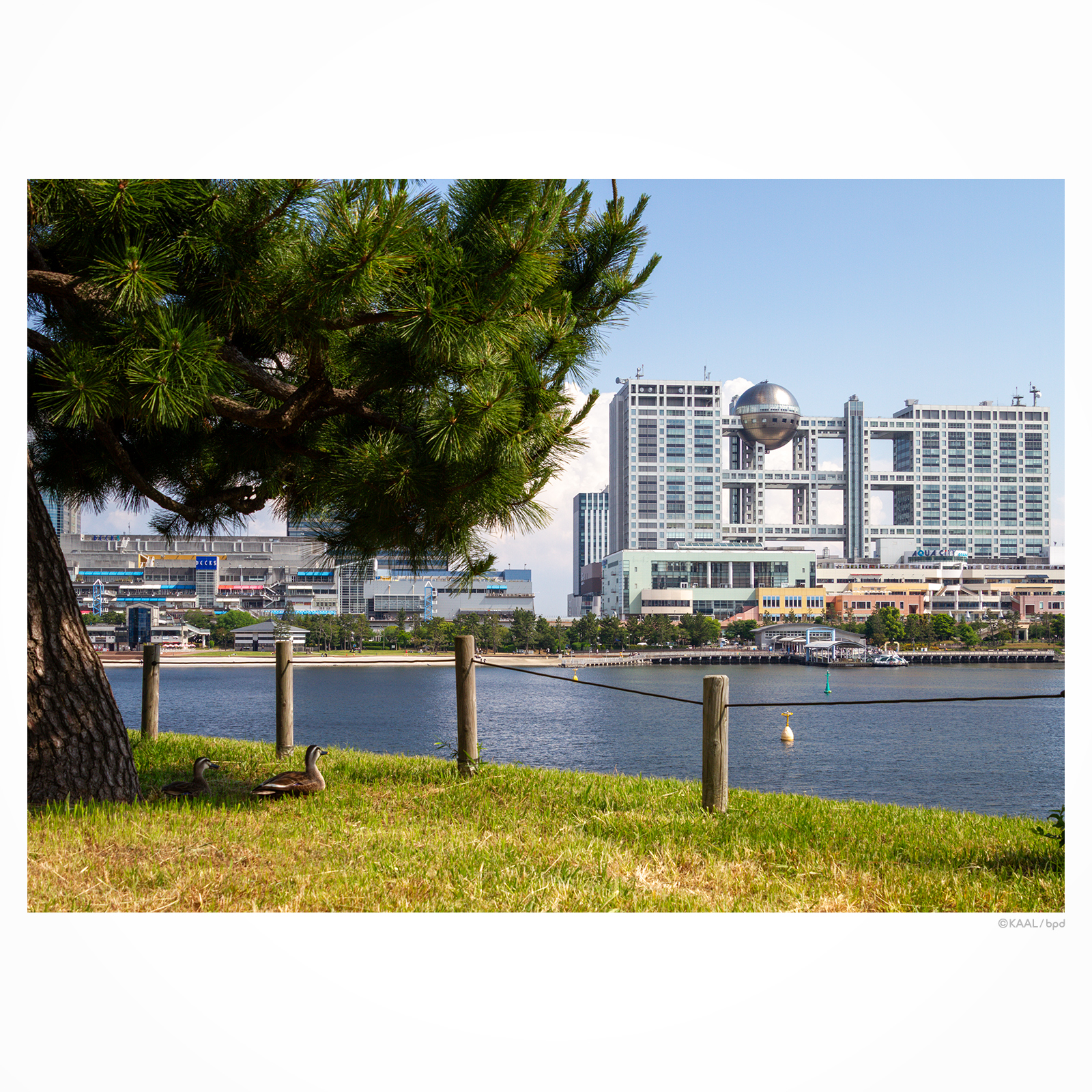 台場公園のカルガモ