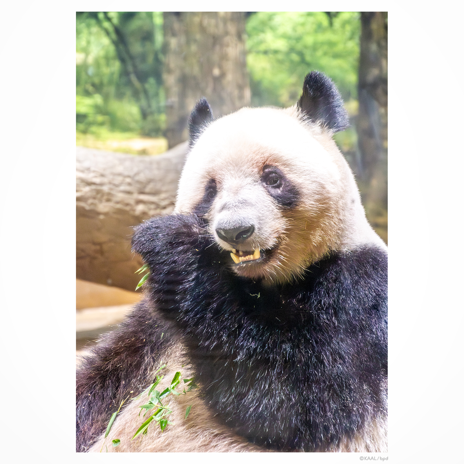 上野動物園のパンダ