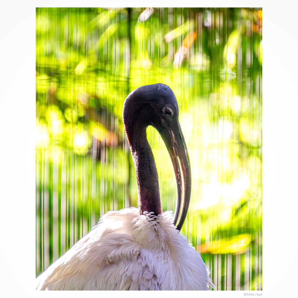 アフリカクロトキ