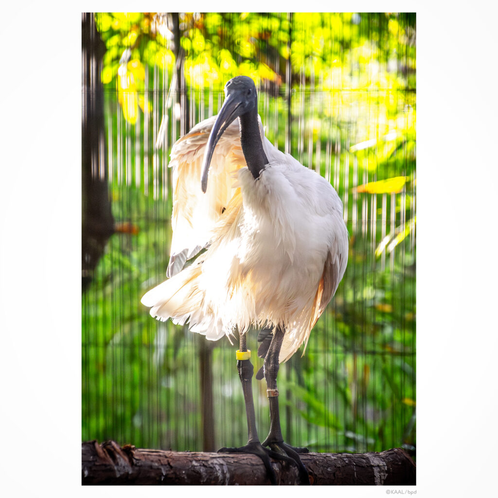 アフリカクロトキ