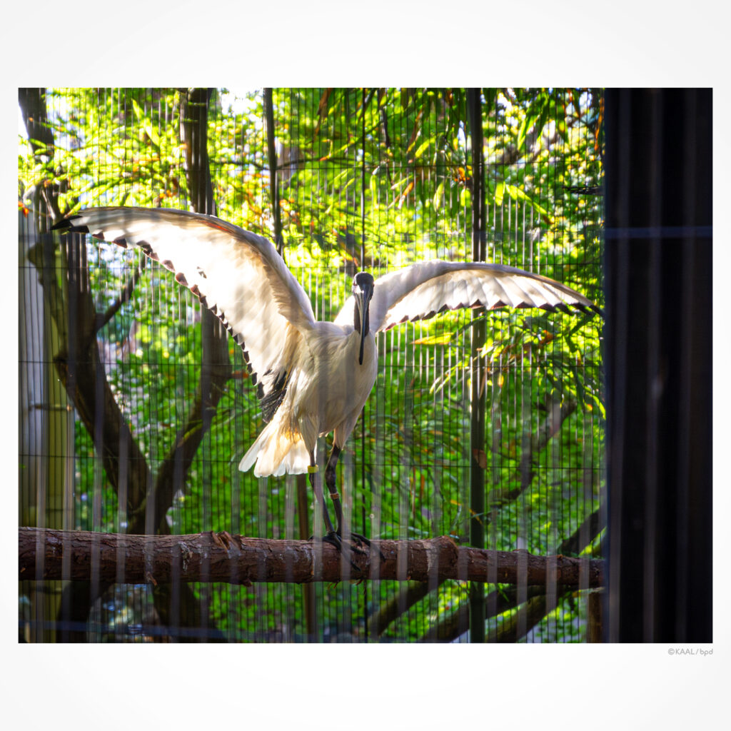 アフリカクロトキ