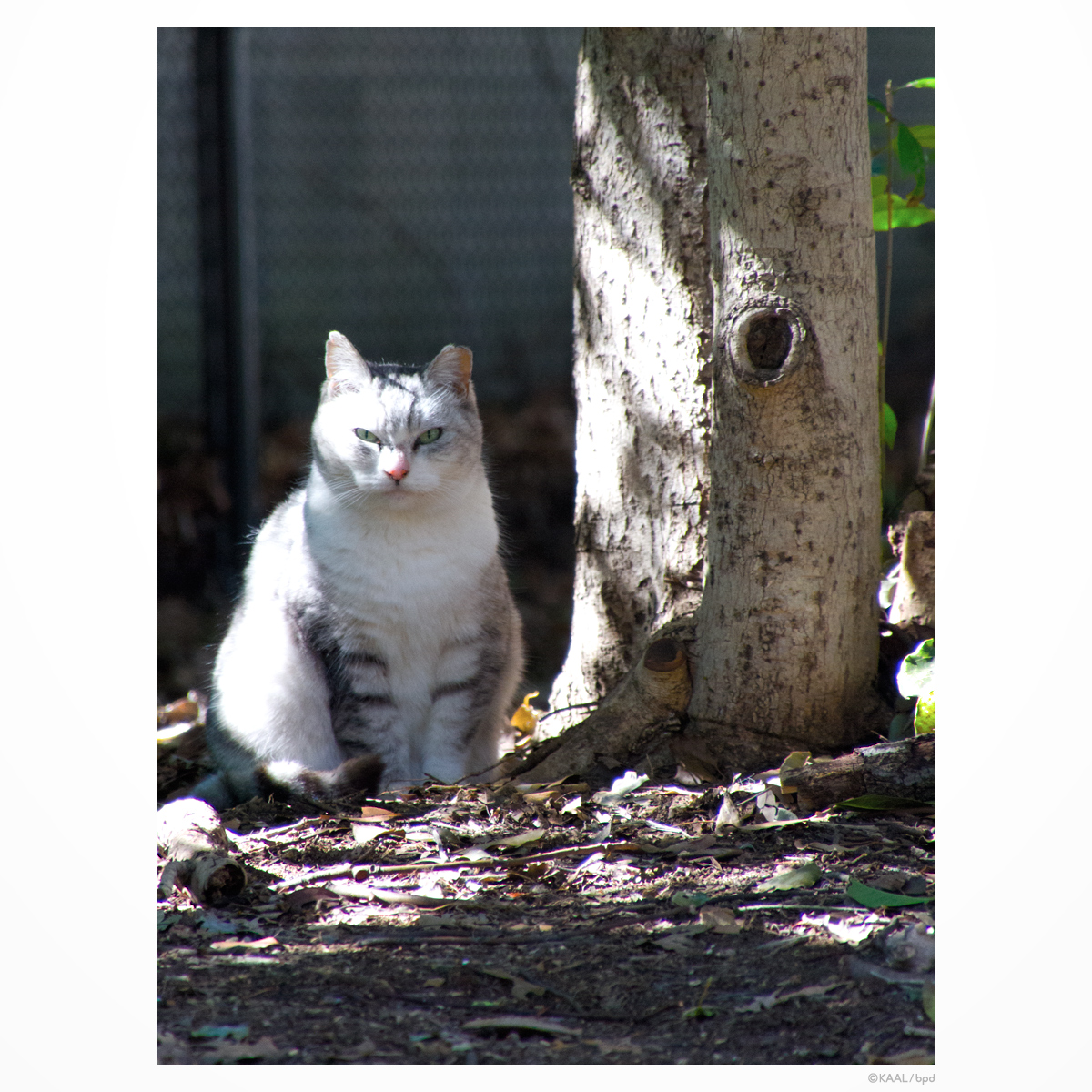 サバ白ねこ