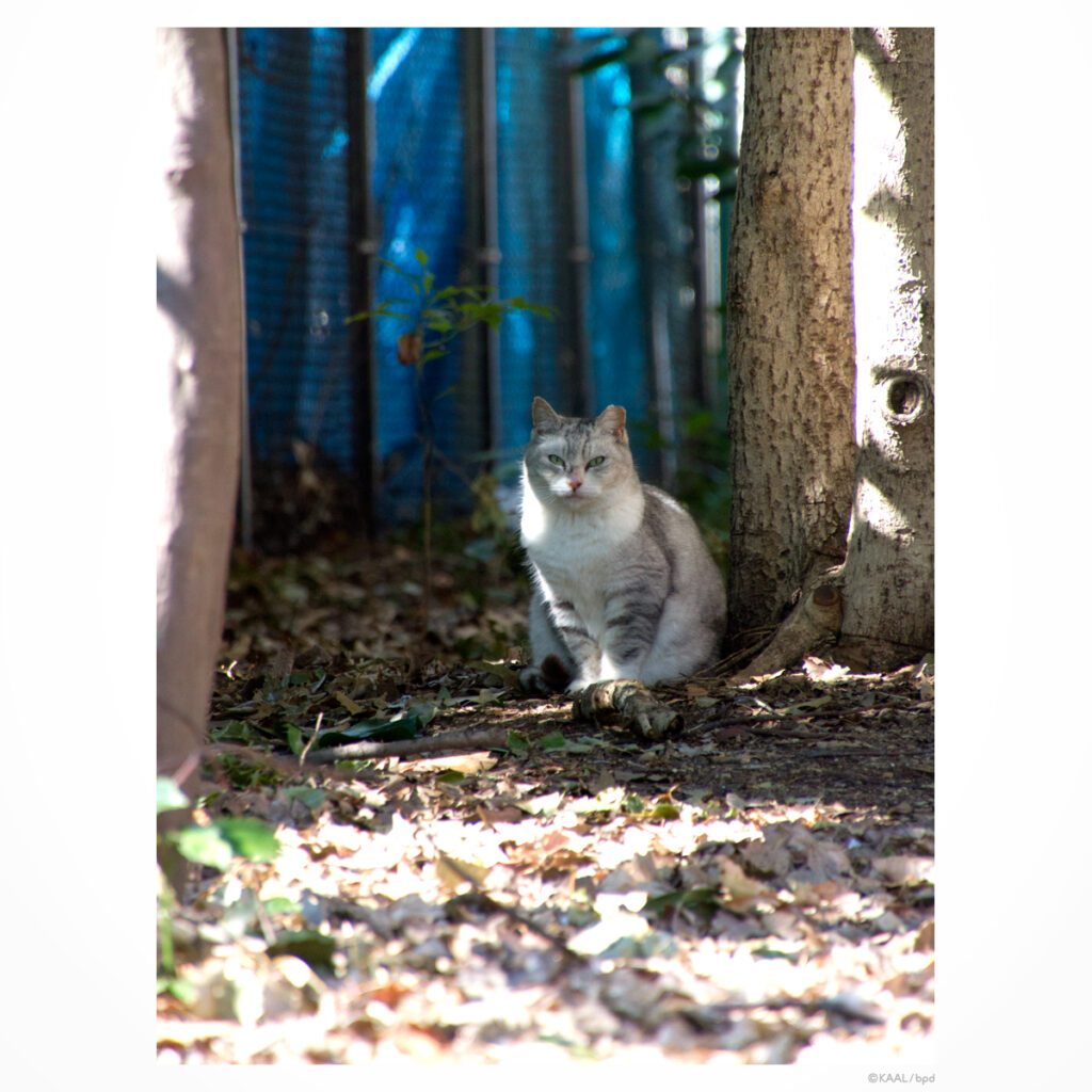 saba shiro cat