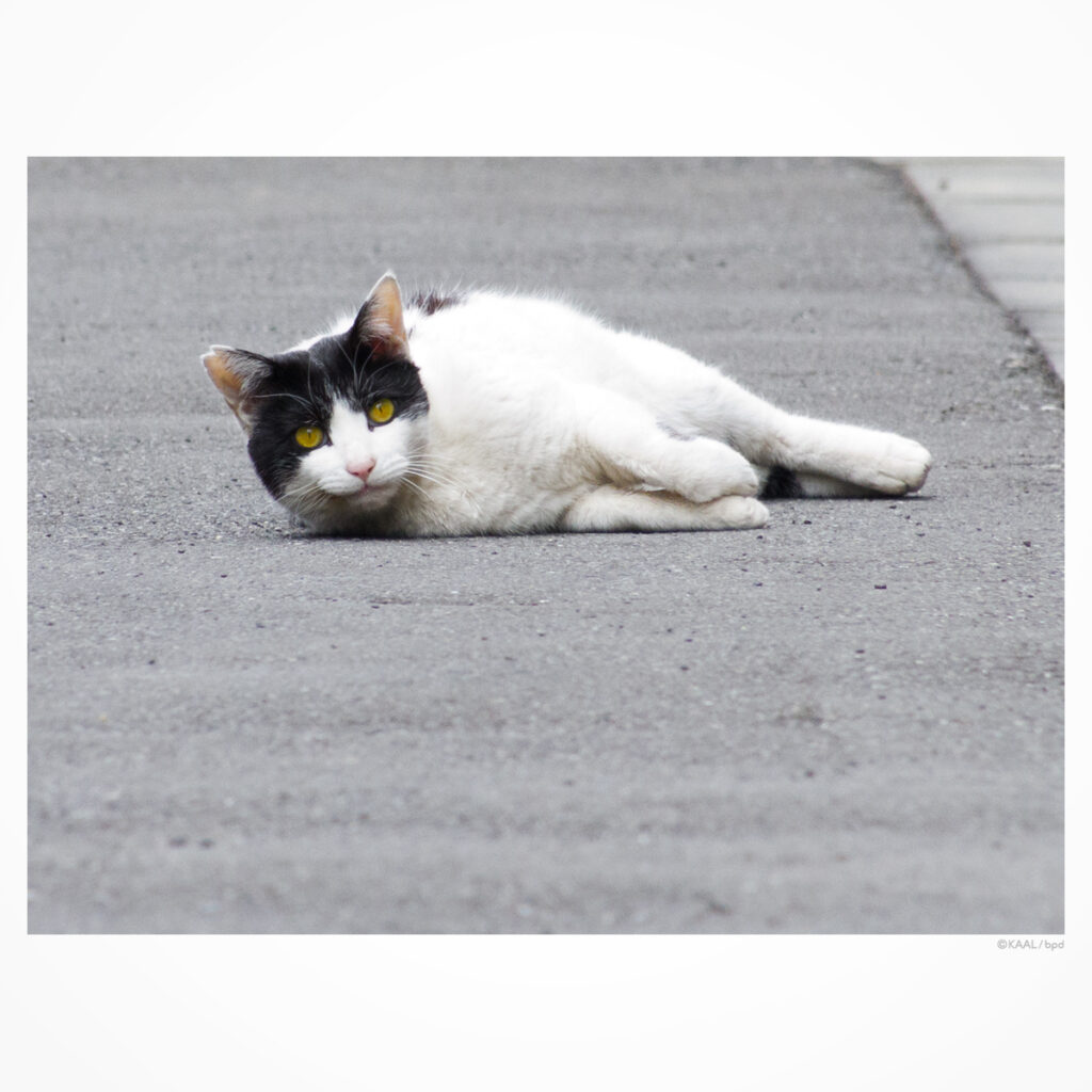 ハチワレ白黒ねこ