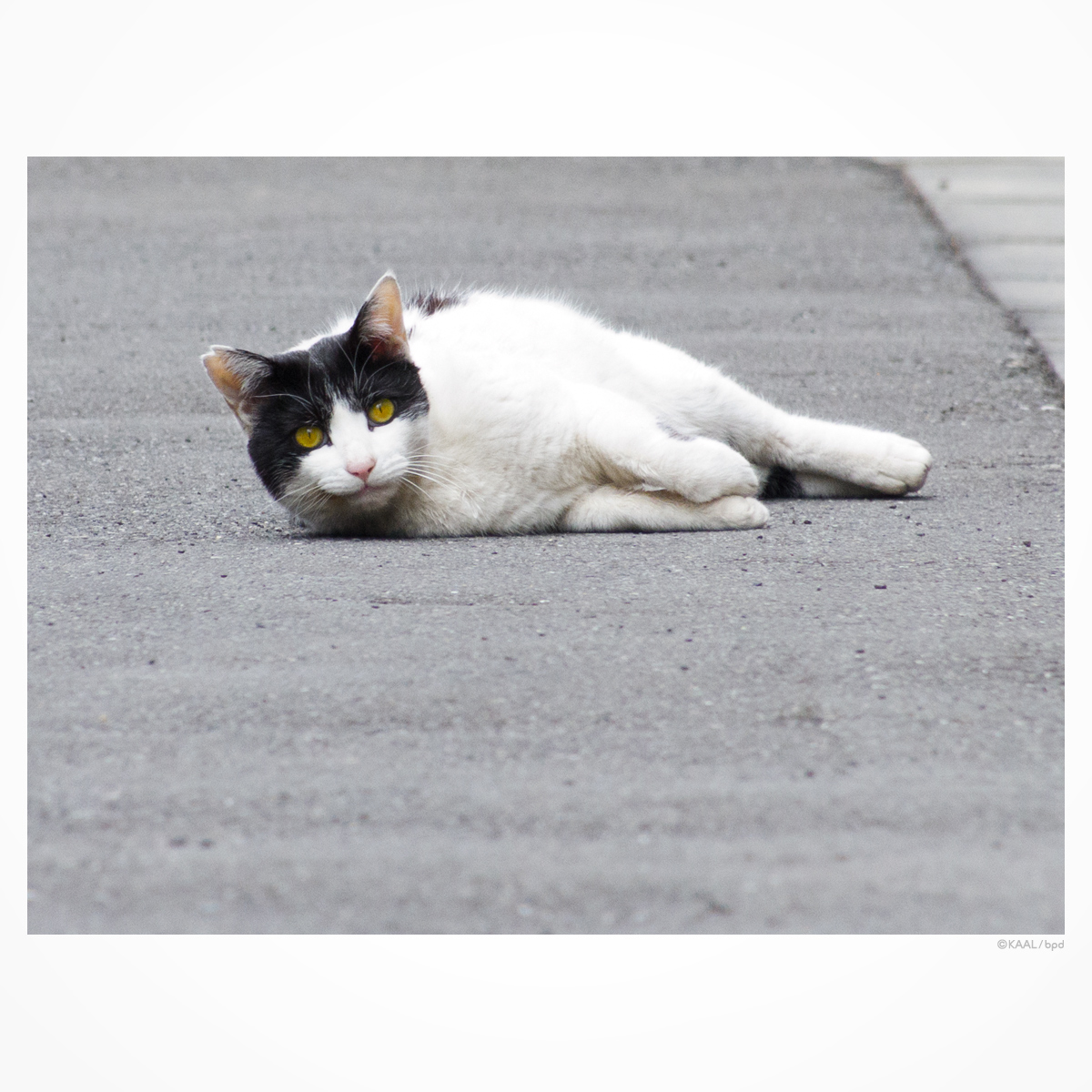 ハチワレ白黒ねこ