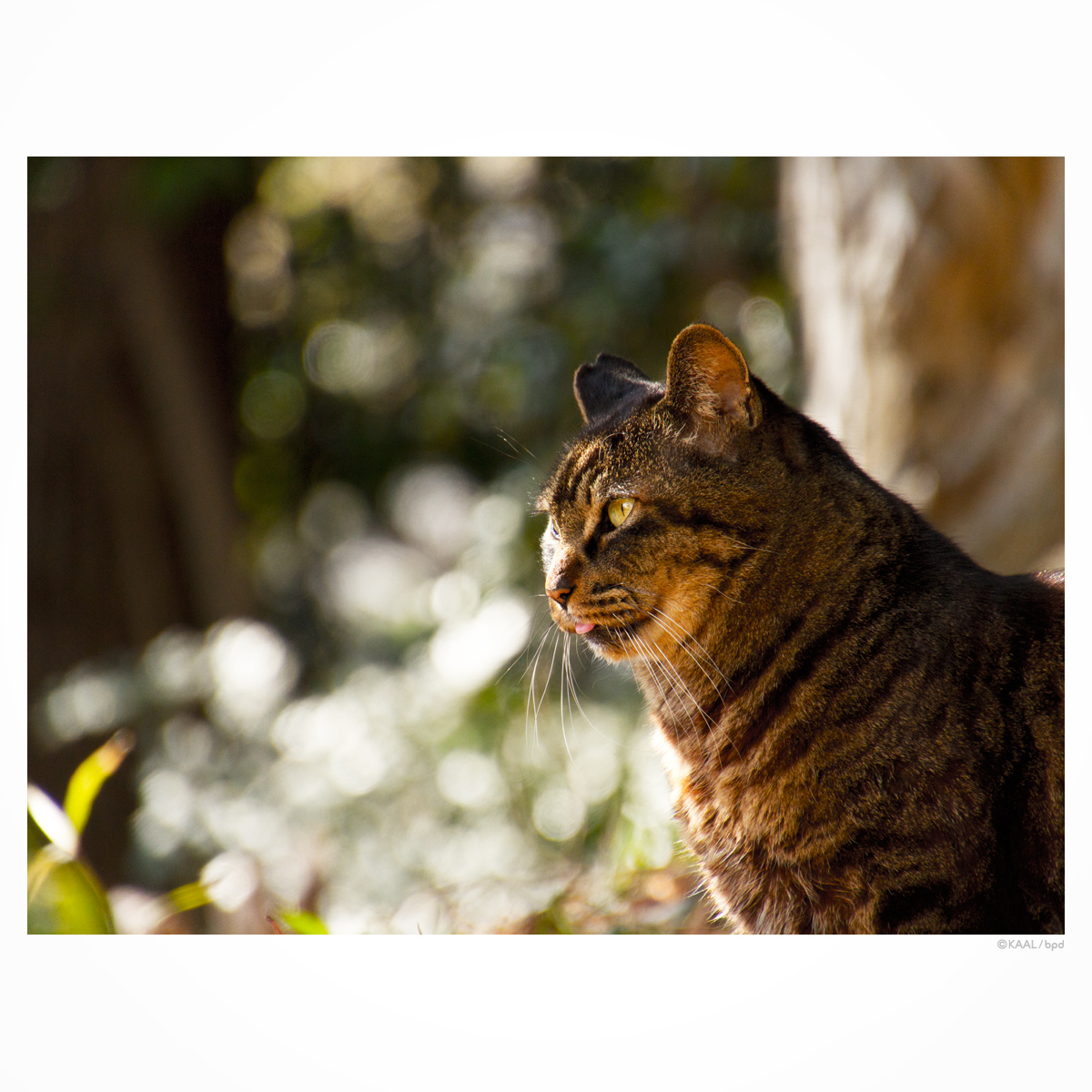 キジトラねこ