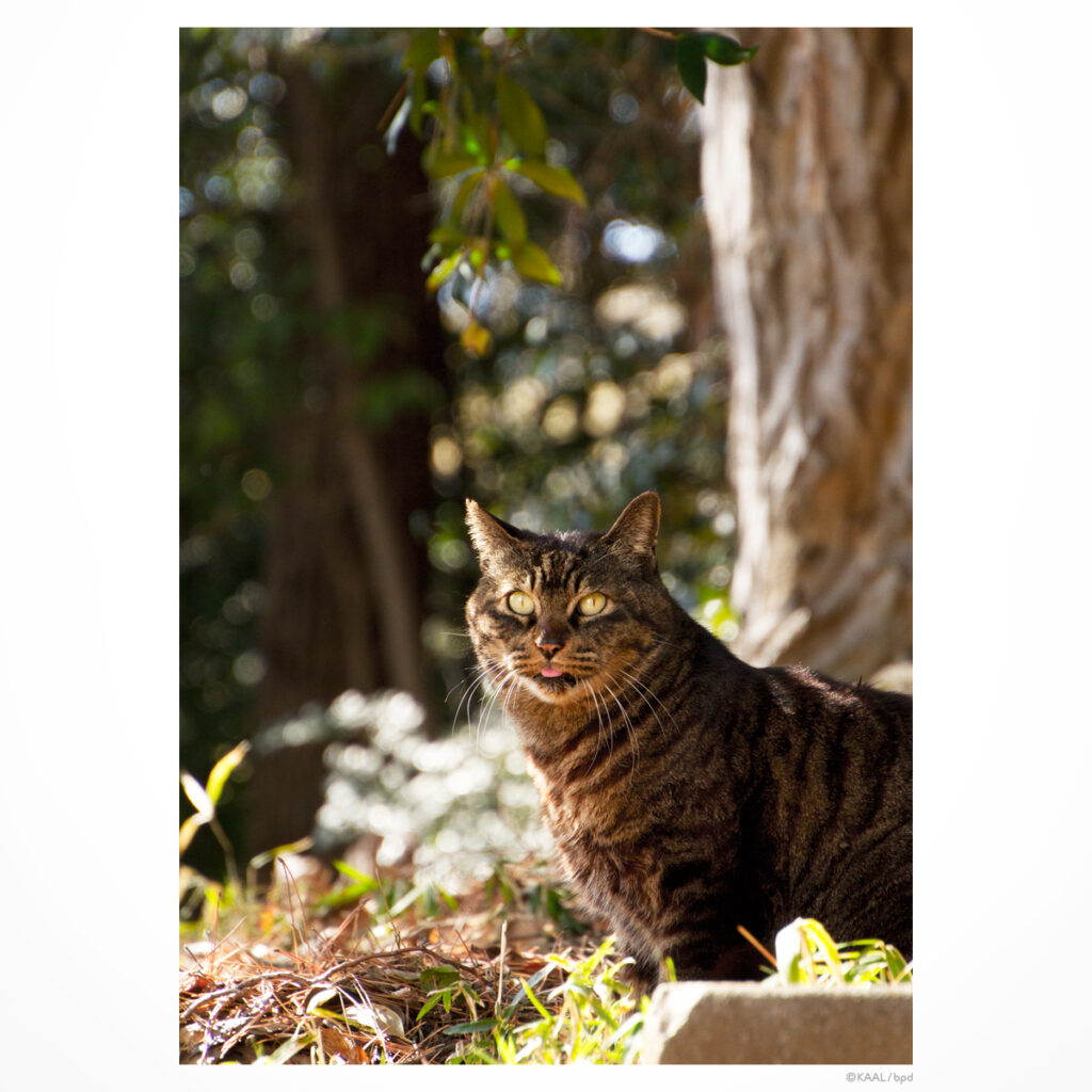 キジトラねこ