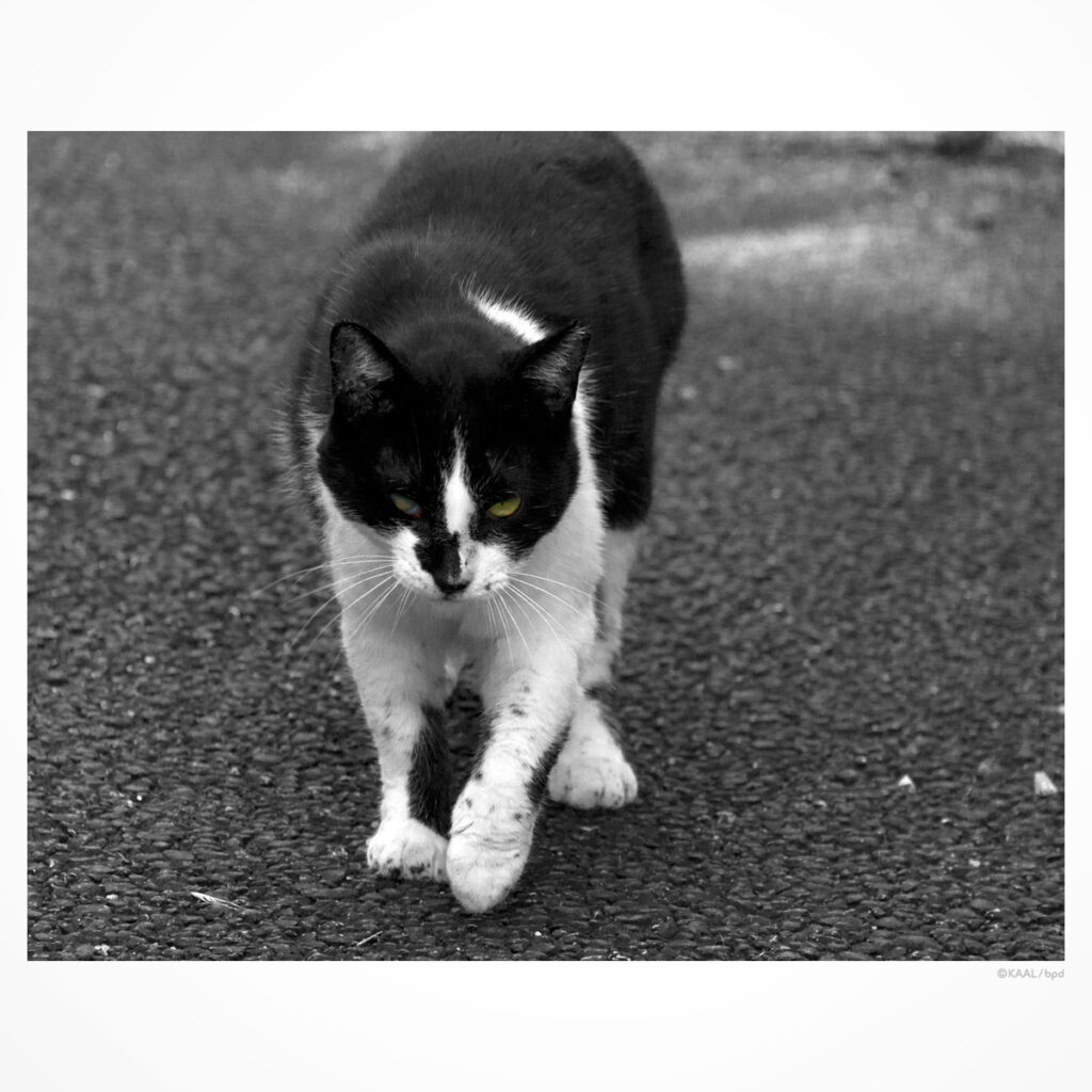 白黒ねこ