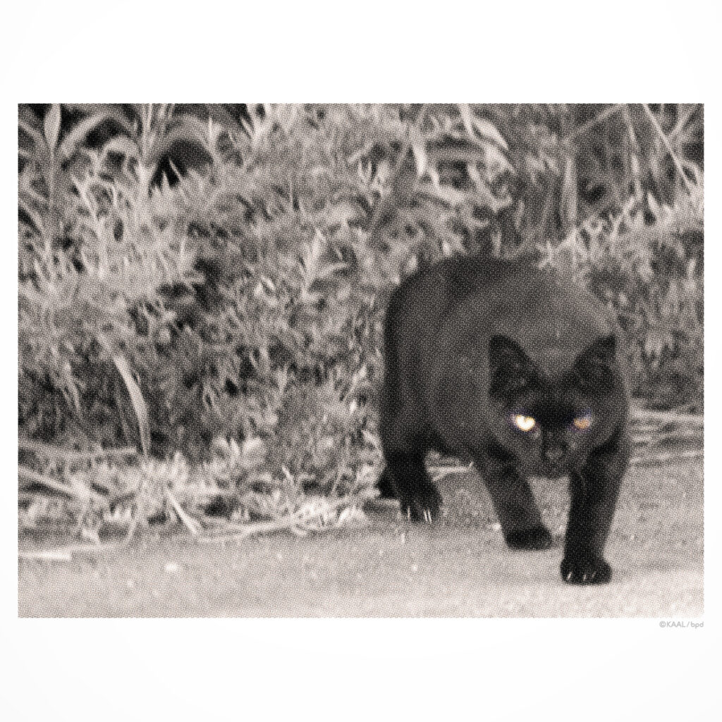 河川敷の黒ねこ