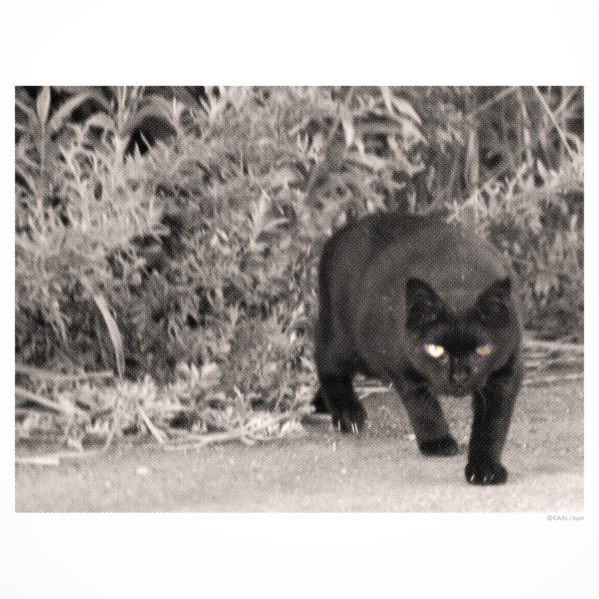 河川敷の黒ねこ