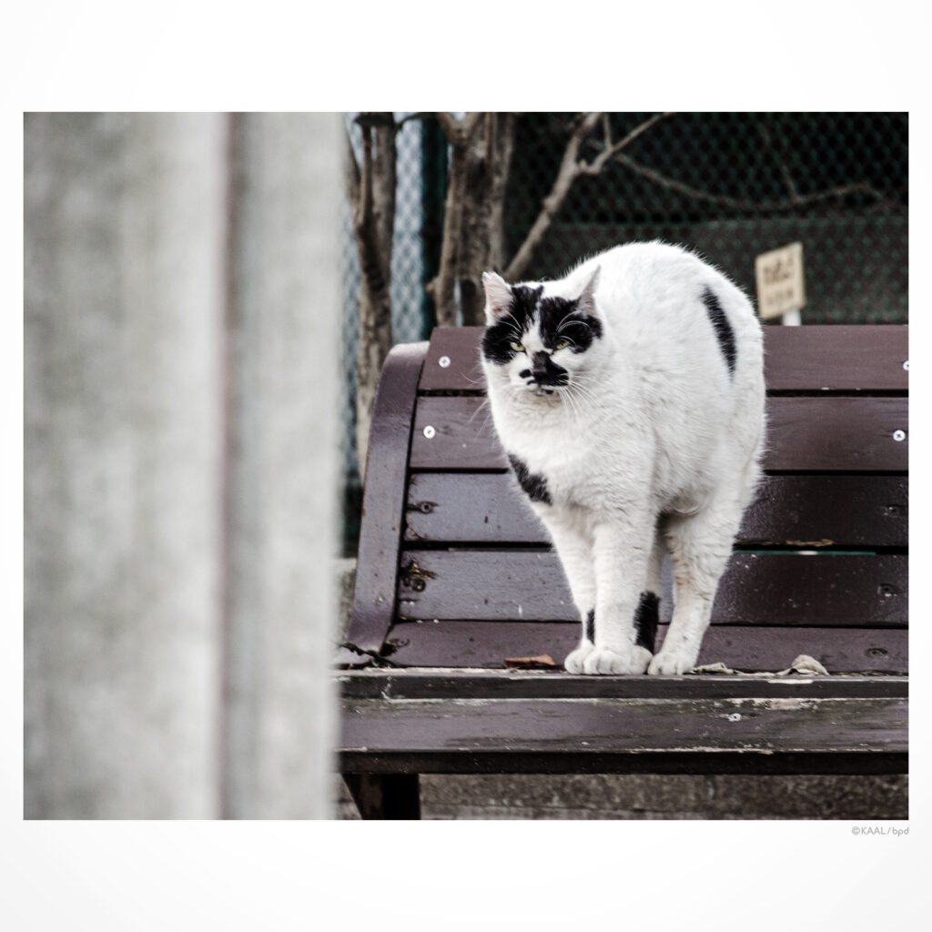 白黒ブチねこ　牛柄