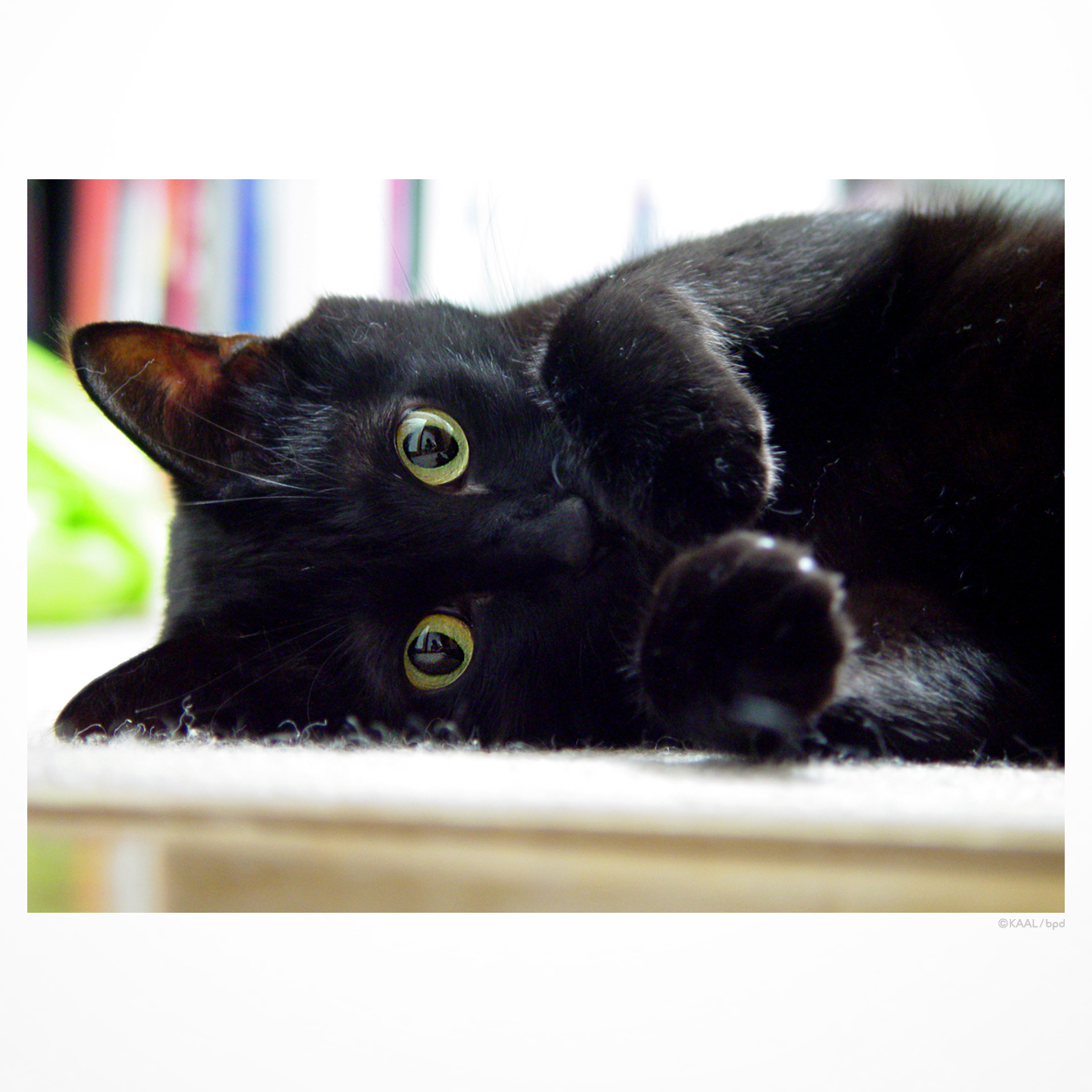 黒猫のあるさん