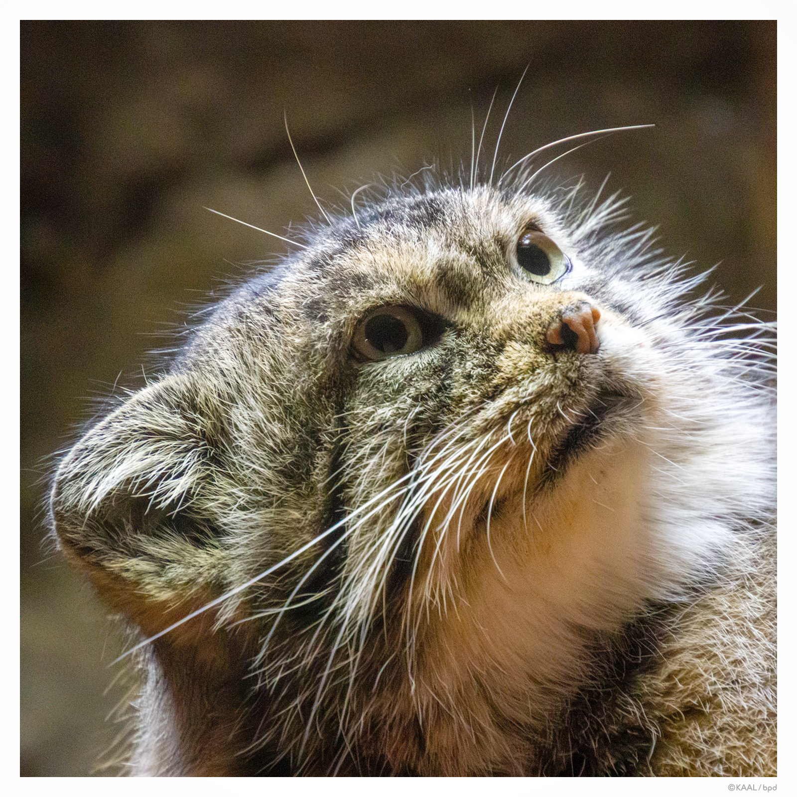 上野動物園のマヌルネコ