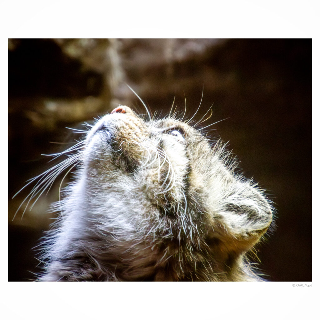 上野動物園のマヌルネコ