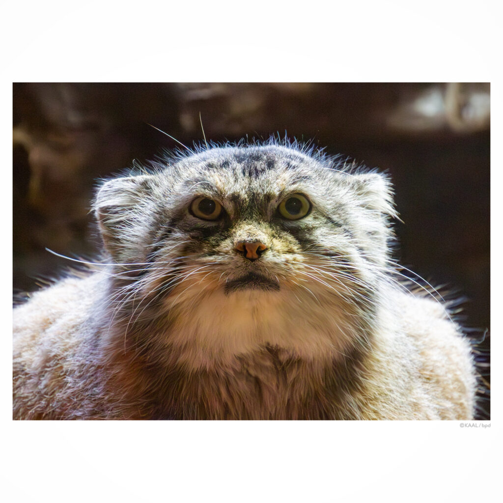 上野動物園のマヌルネコ