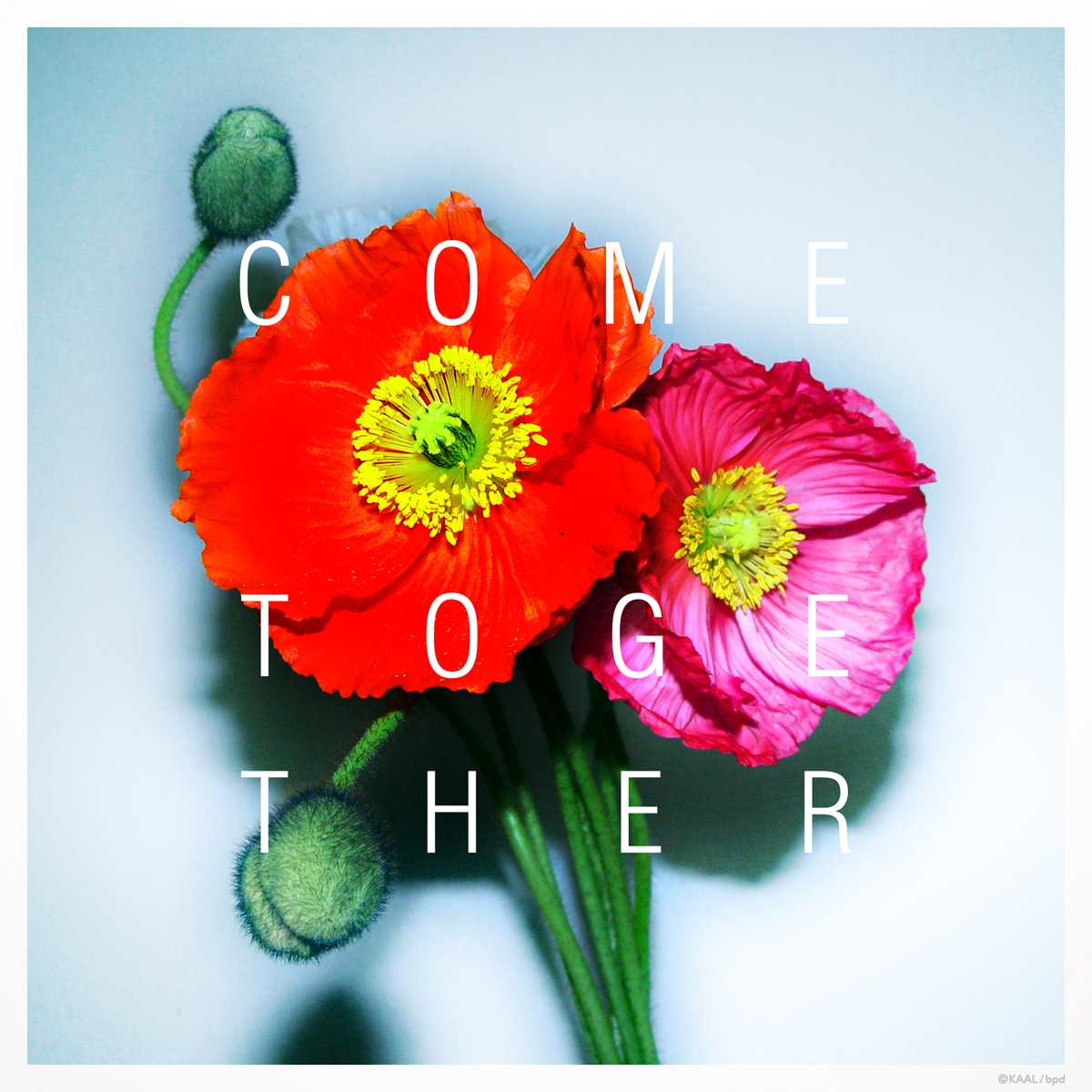 come together flower artwork by kaal
