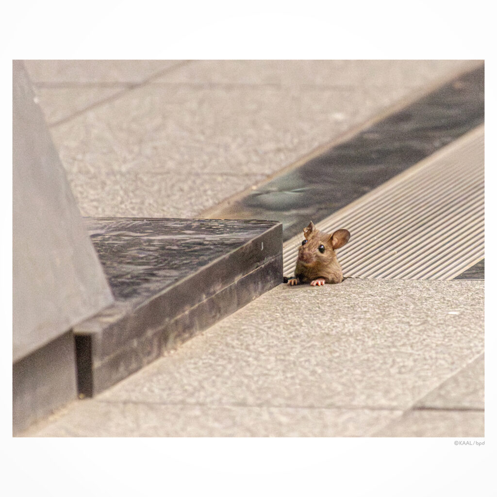 都会のネズミ