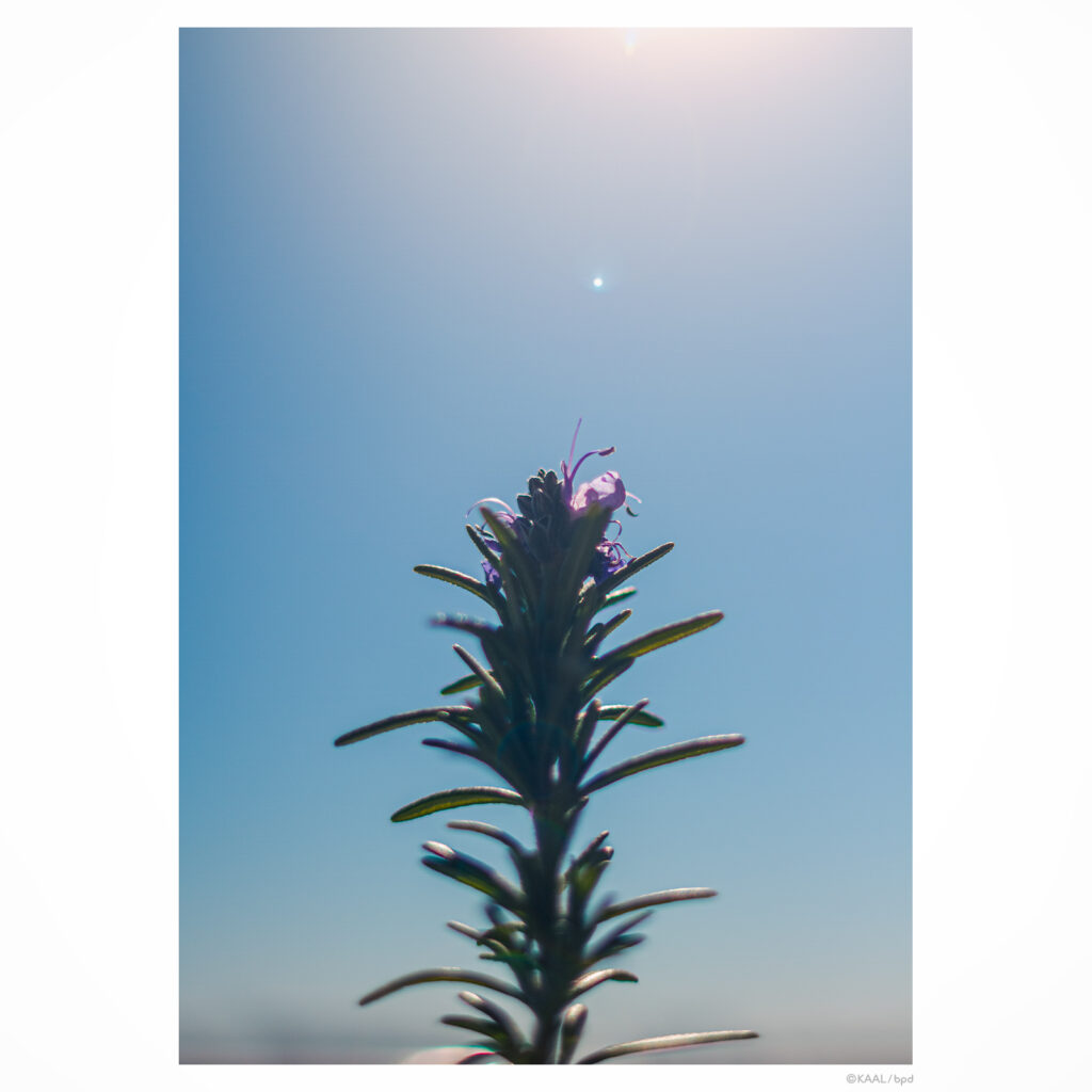 ローズマリーの花