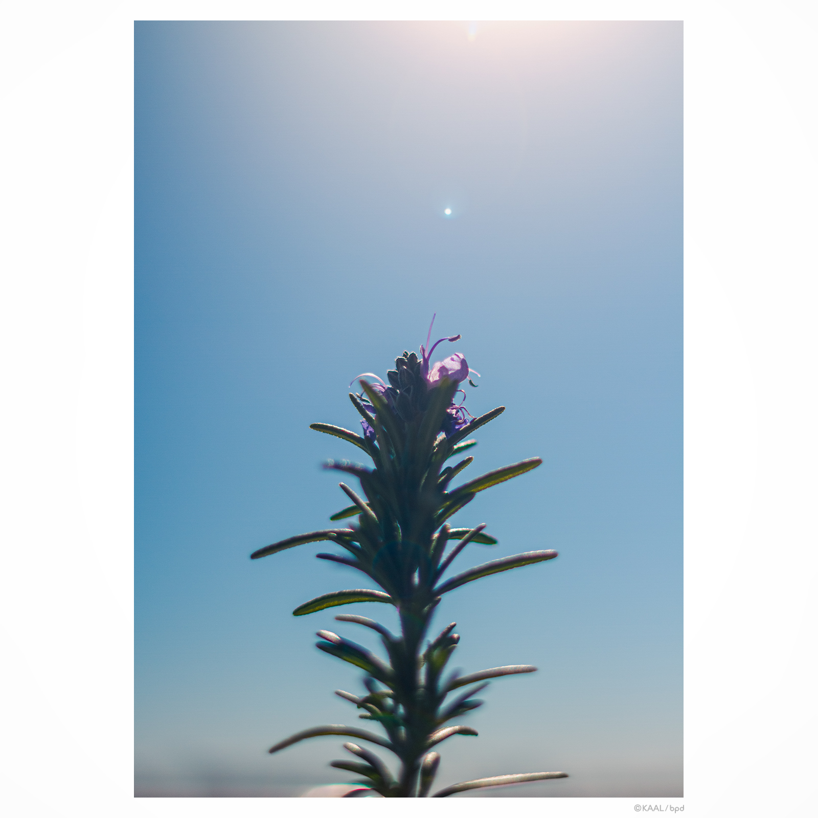 ローズマリーの花