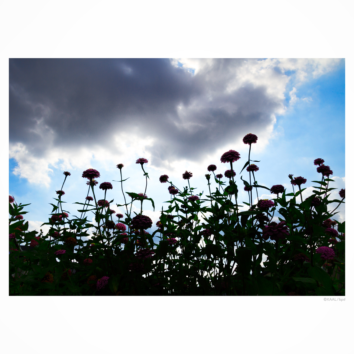 花畑