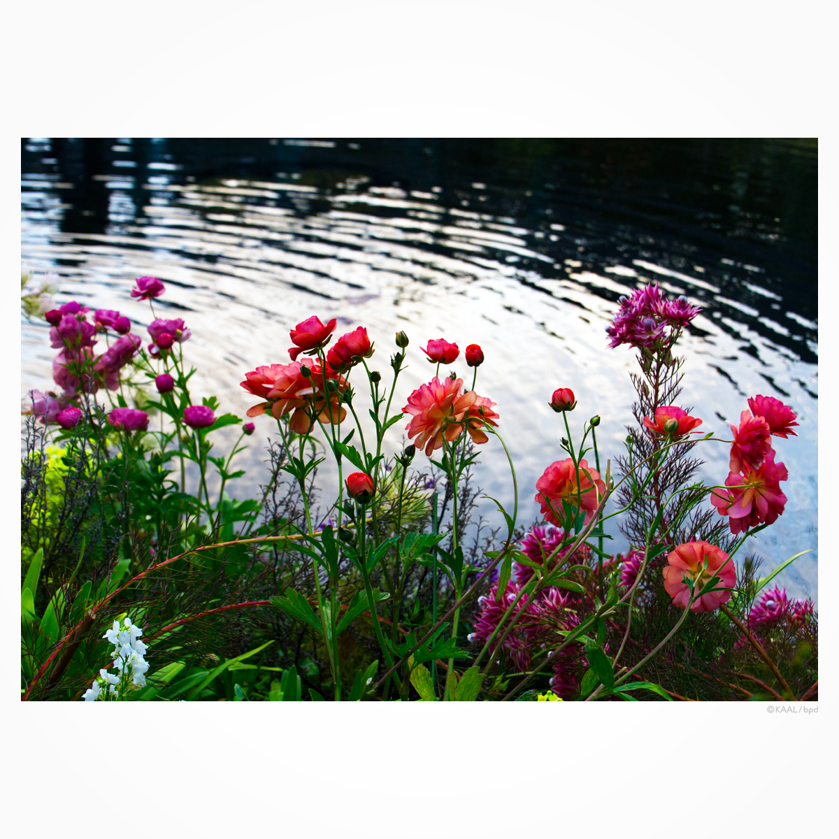 flowers-by-the-pond