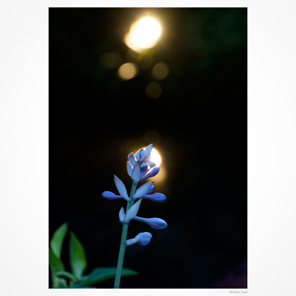 紫色の花