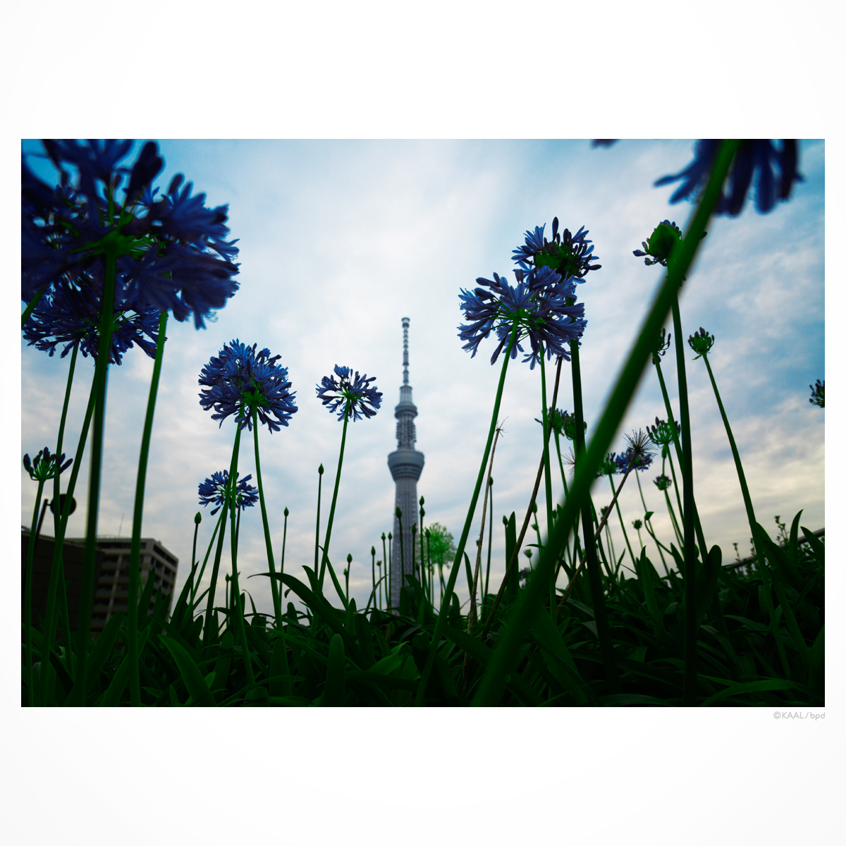 東京スカイツリーと花火のように見える草花