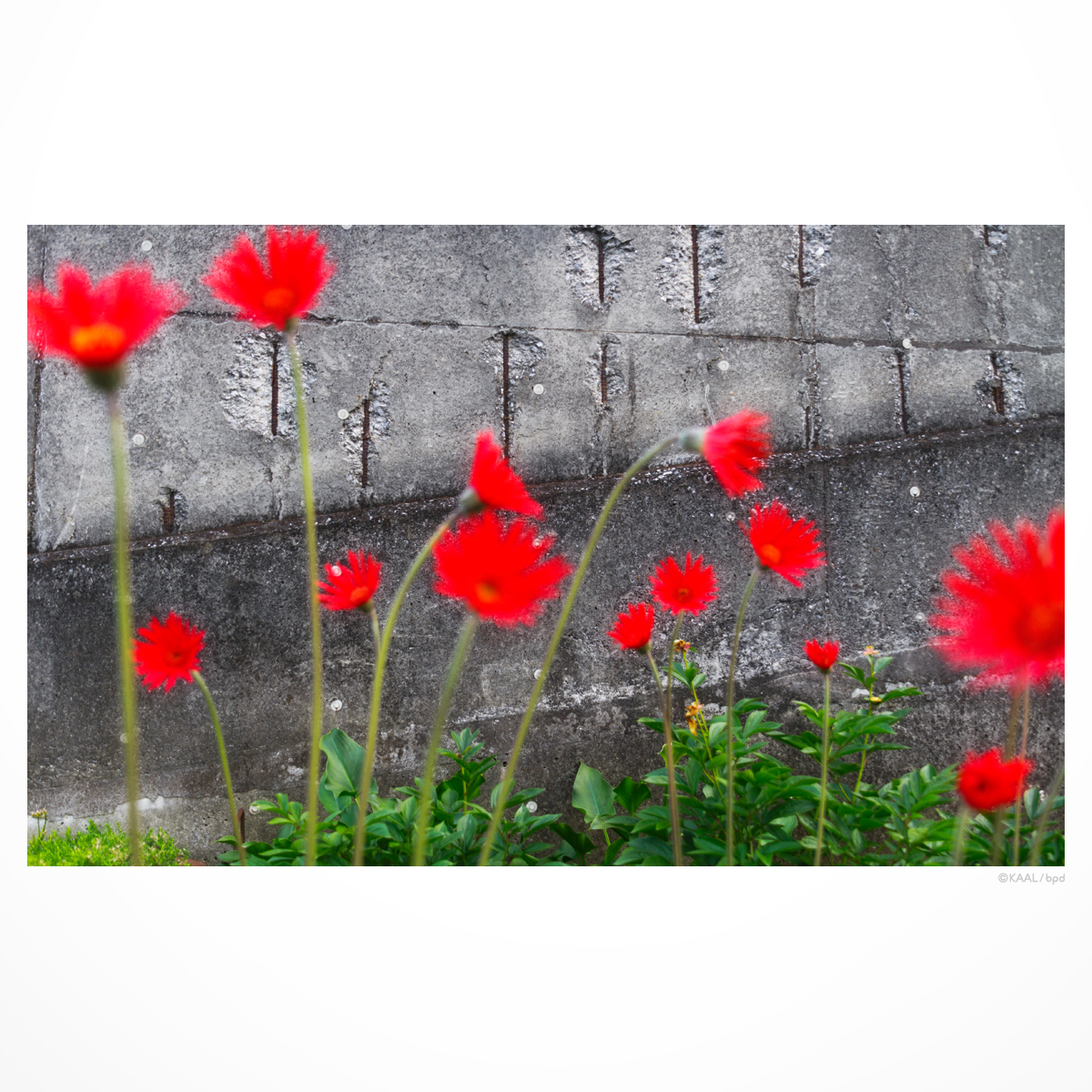 花とコンクリート
