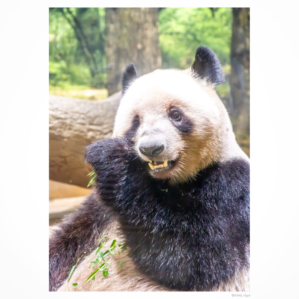 上野動物園のパンダ
