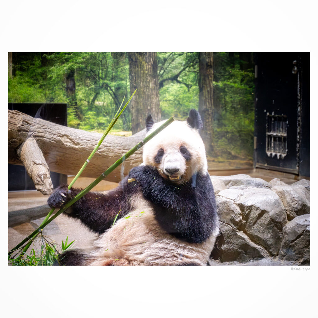 上野動物園のパンダ