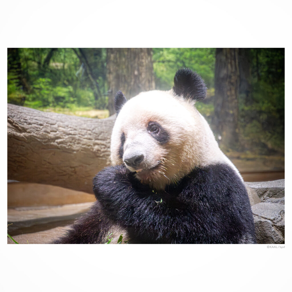 上野動物園のパンダ