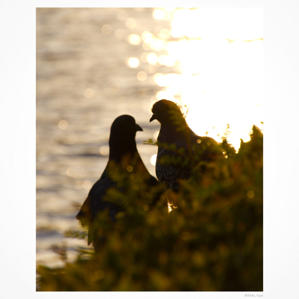 日没の水面とつがいのハト