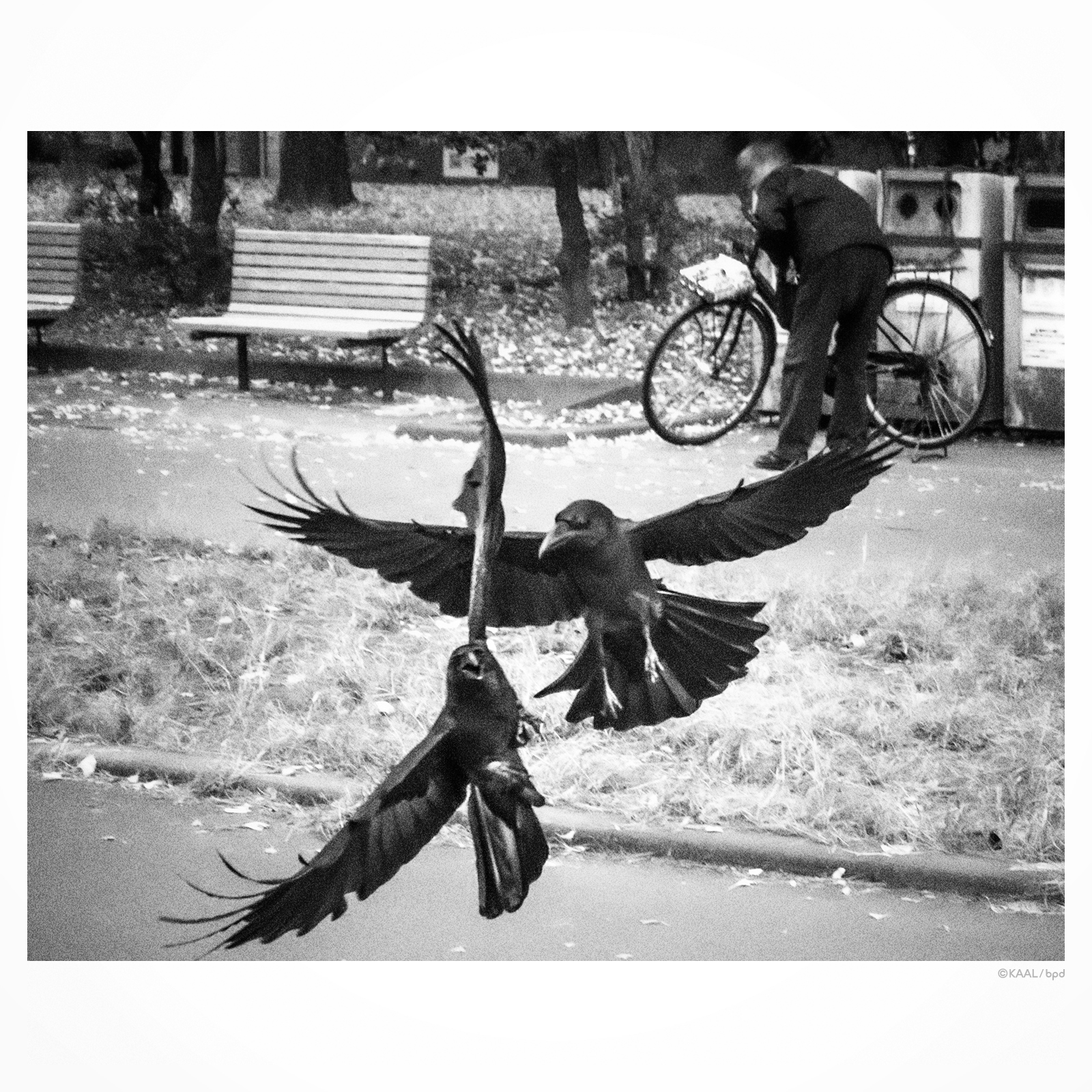 公園でエサを奪い合う2羽のカラス