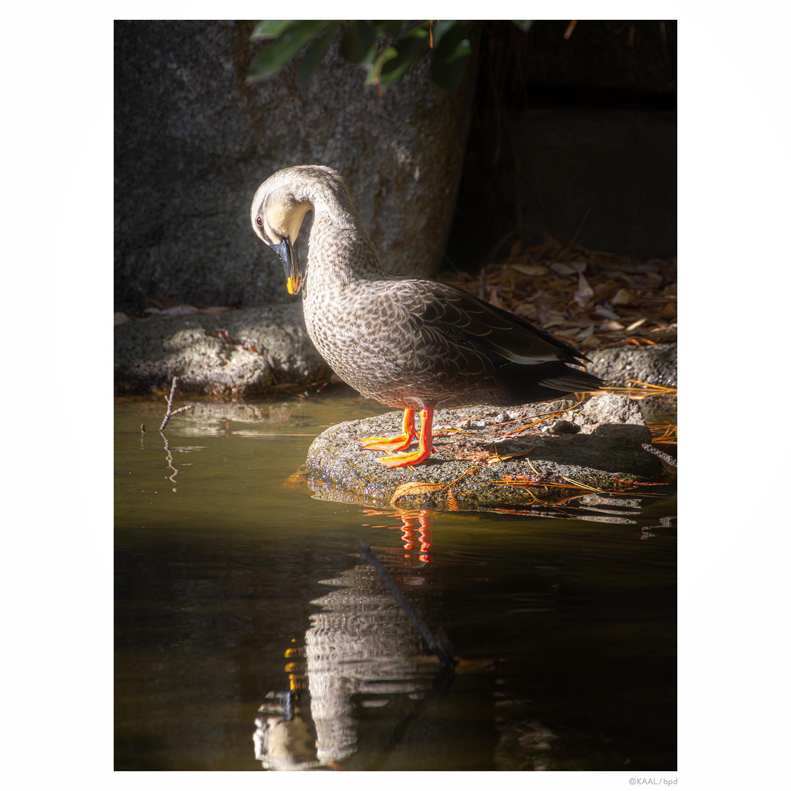 光が丘公園のカルガモ