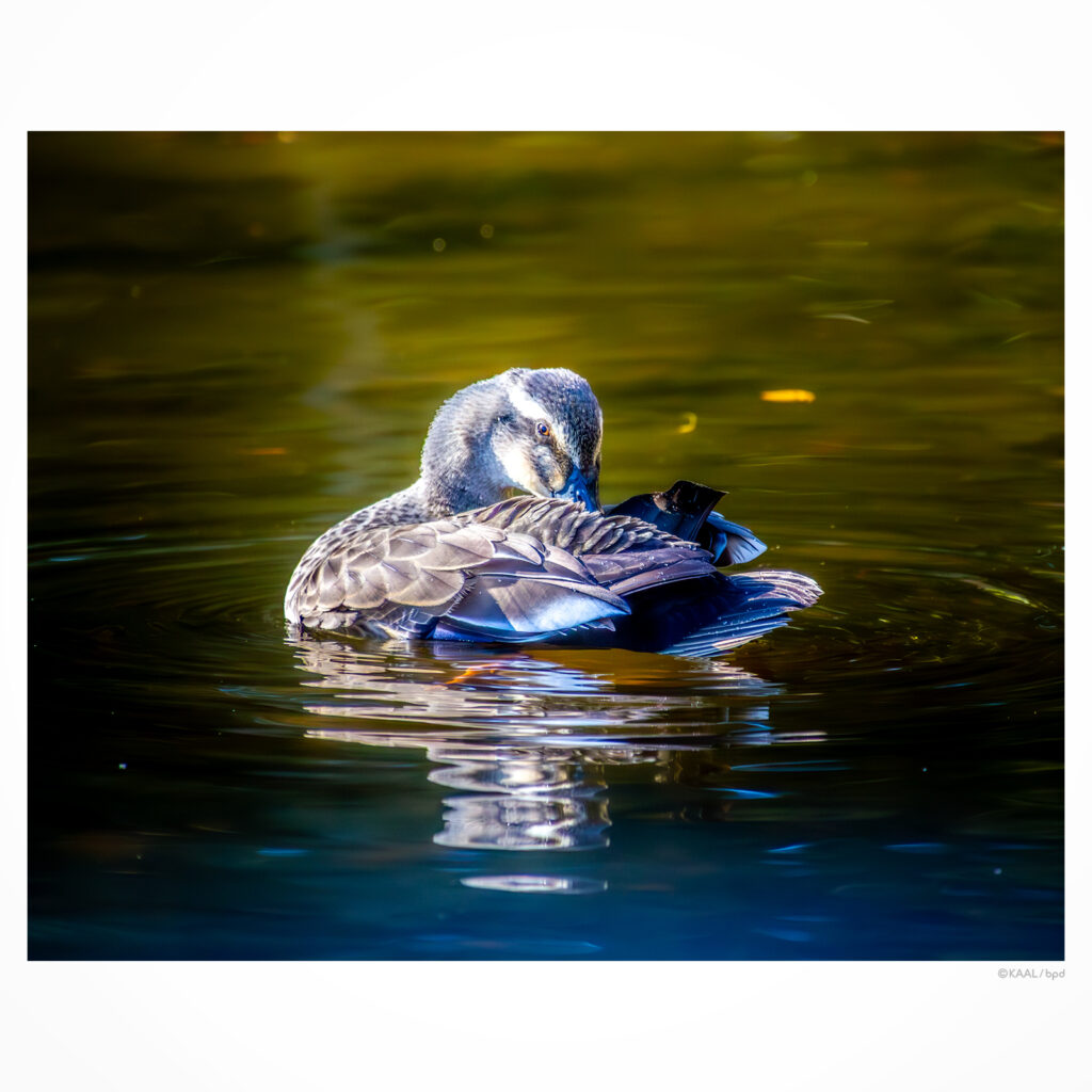 光が丘公園のカルガモ