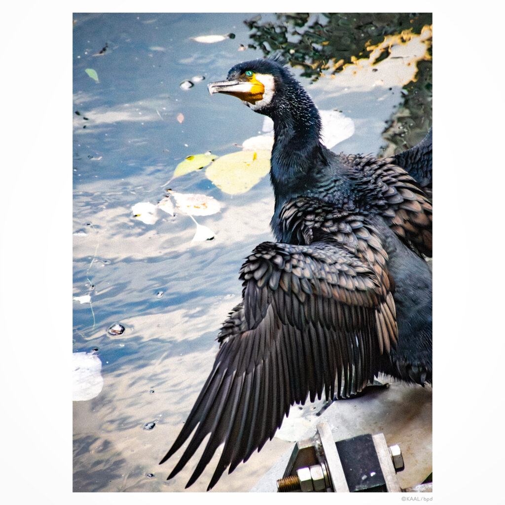 神田川で翼を広げるカワウ