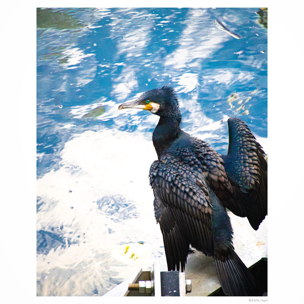 神田川のカワウ