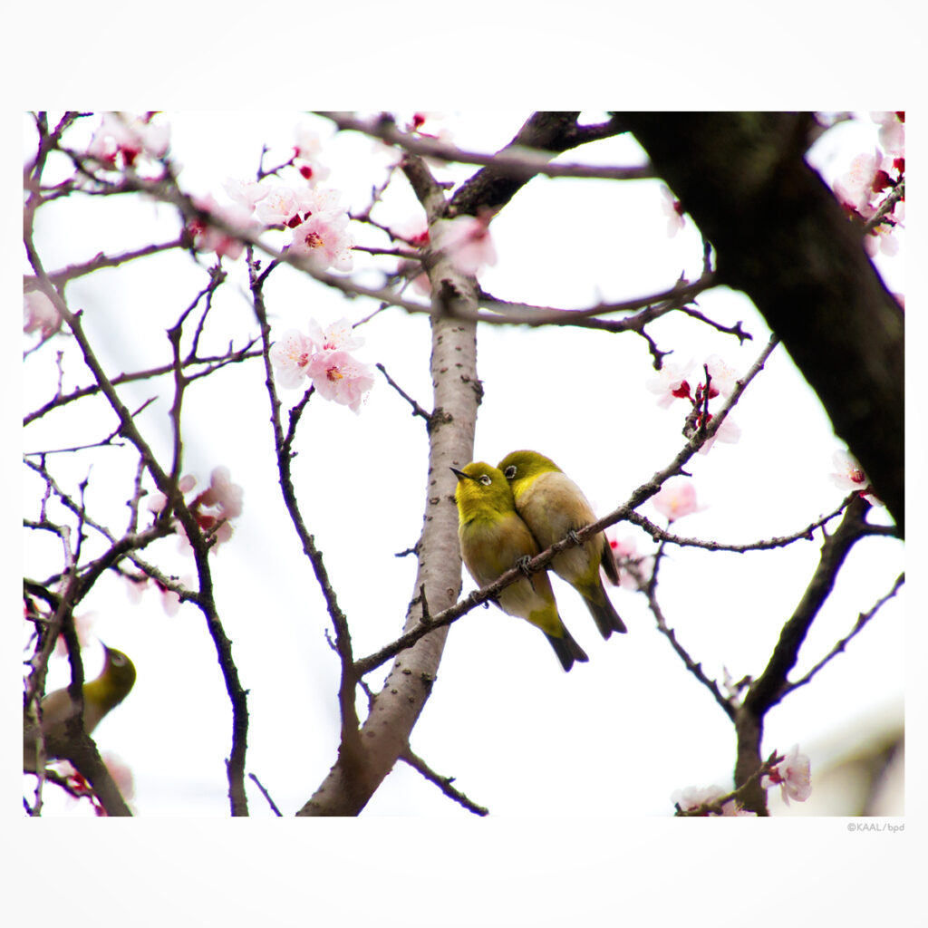 アンズとメジロ