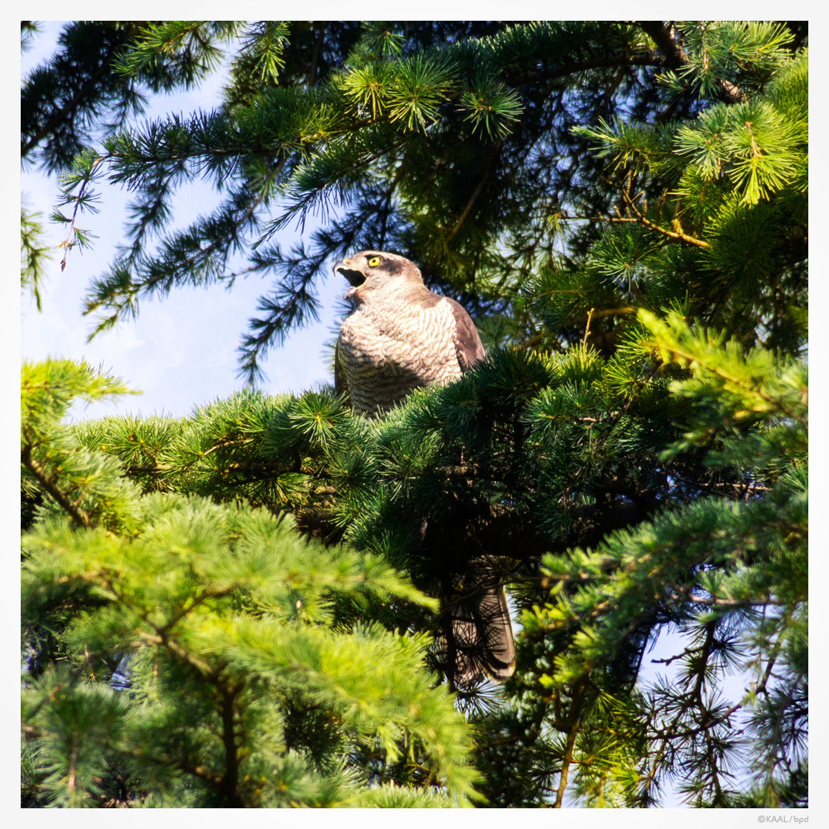 オオタカ