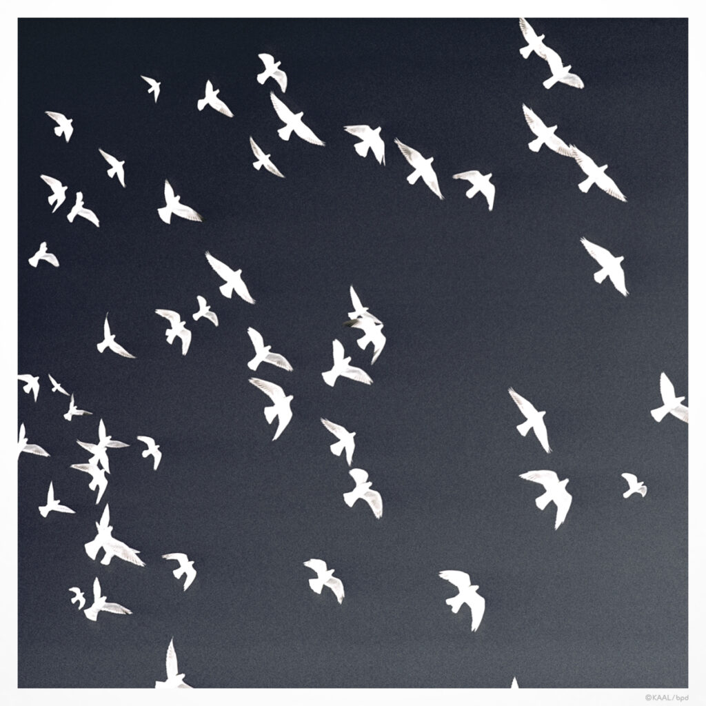 pigeon