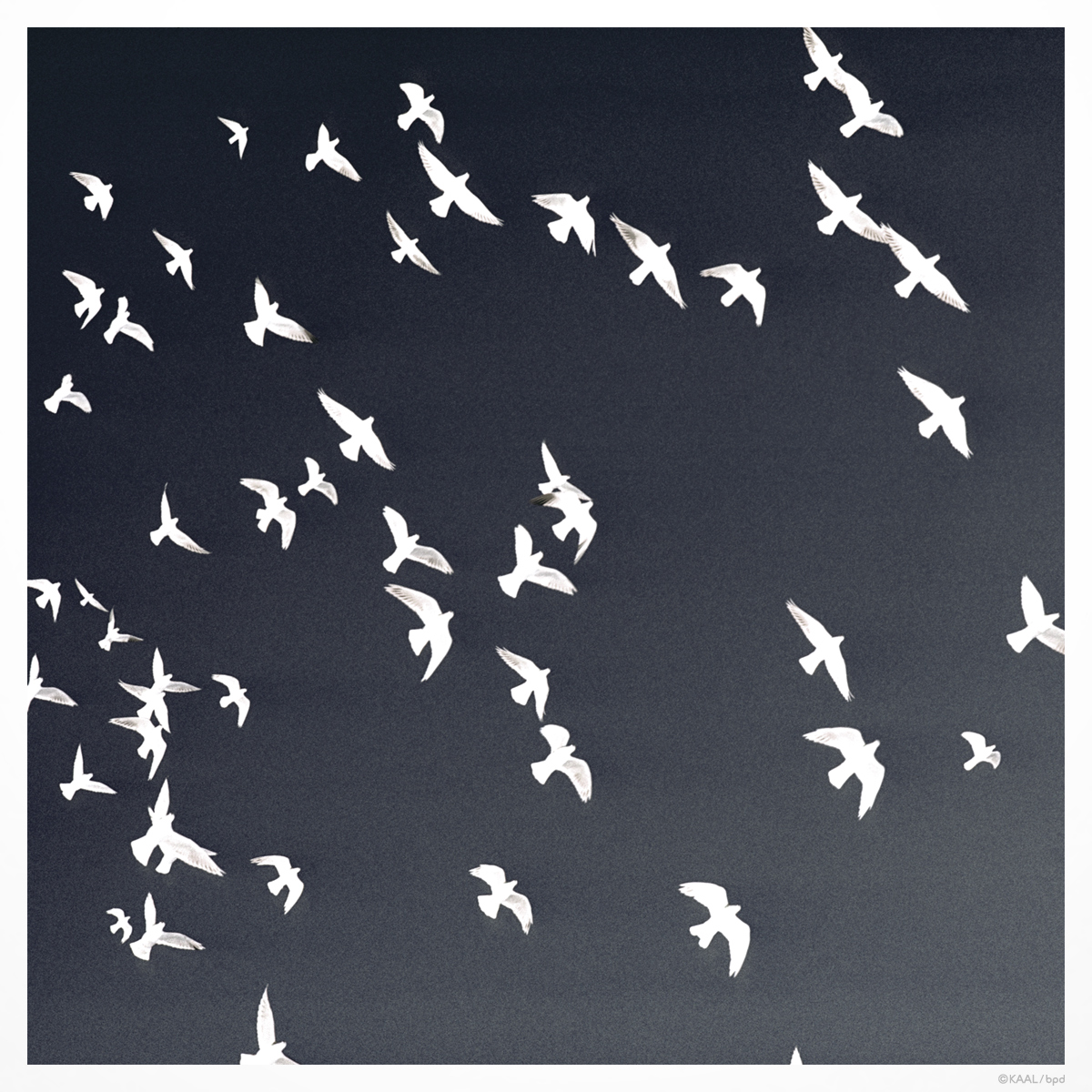 pigeon