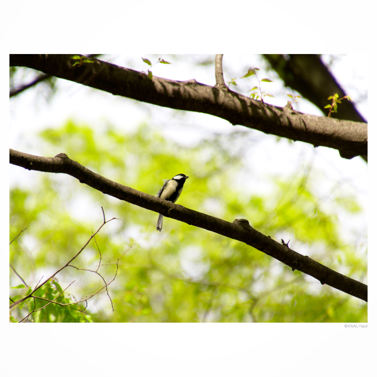 great tit シジュウカラ