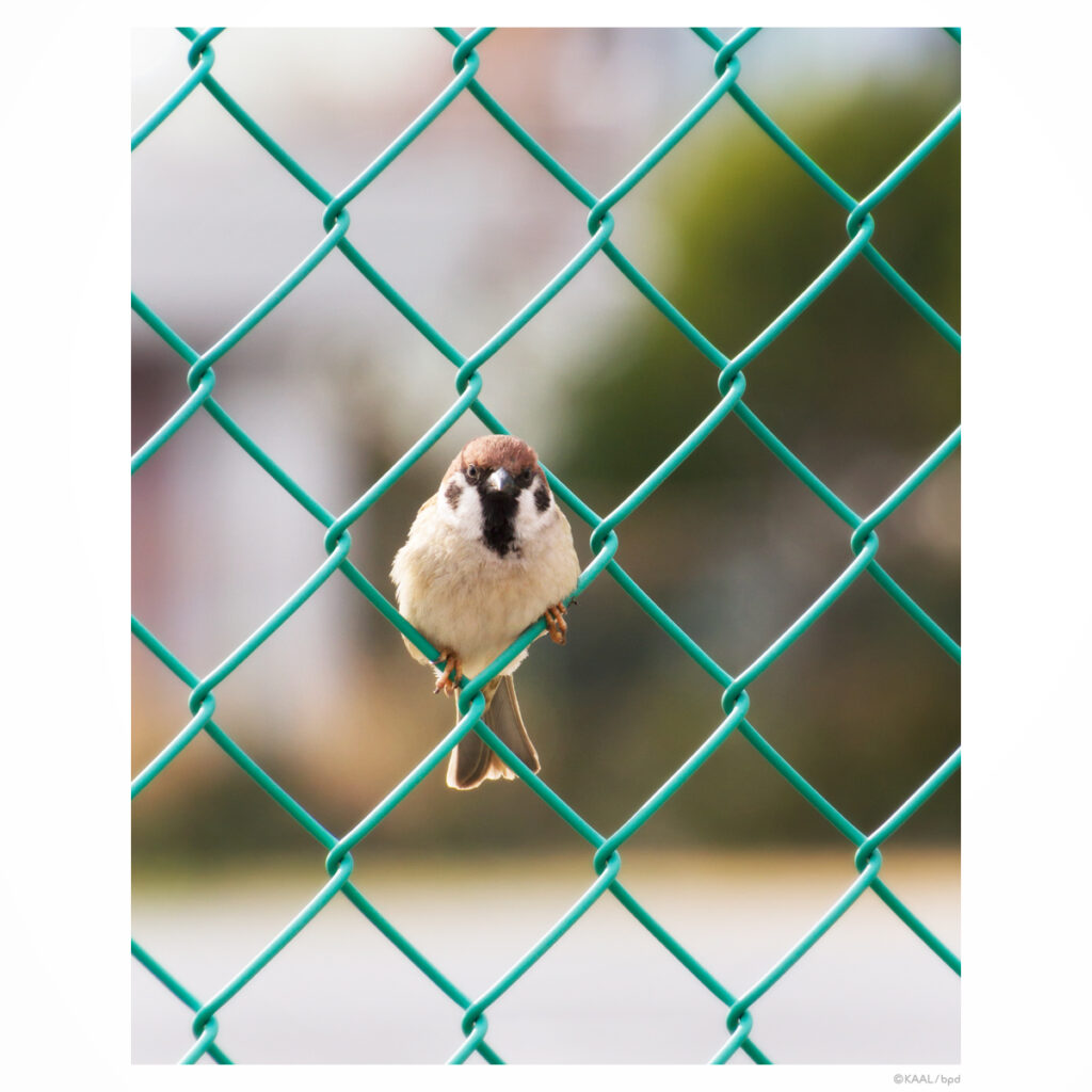 金網フェンスのスズメ