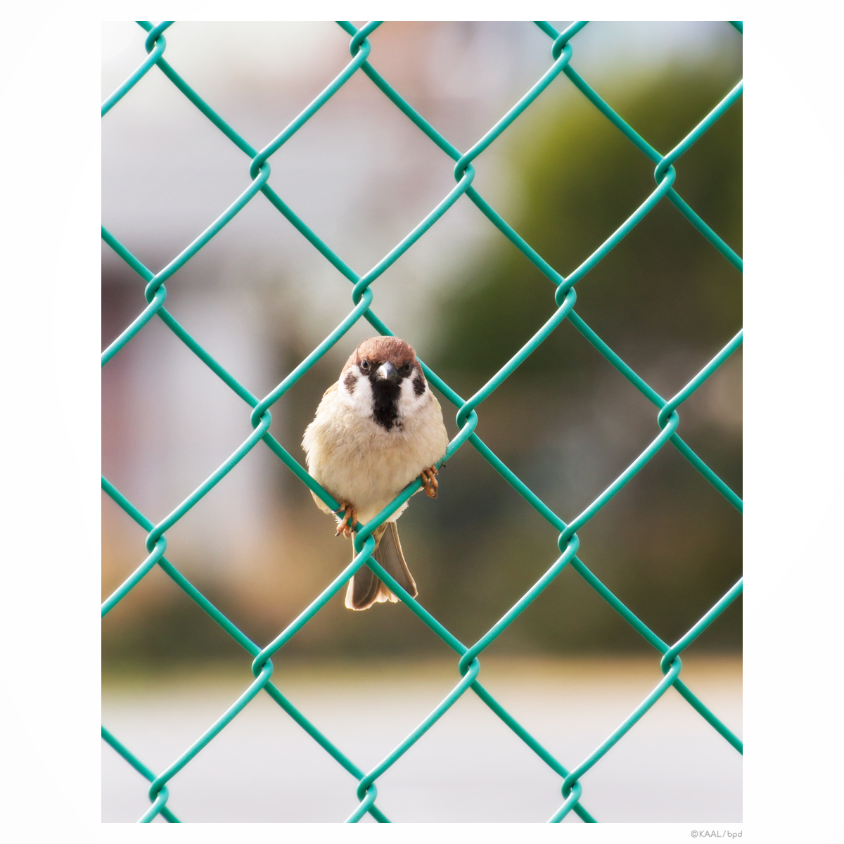 金網フェンスのスズメ