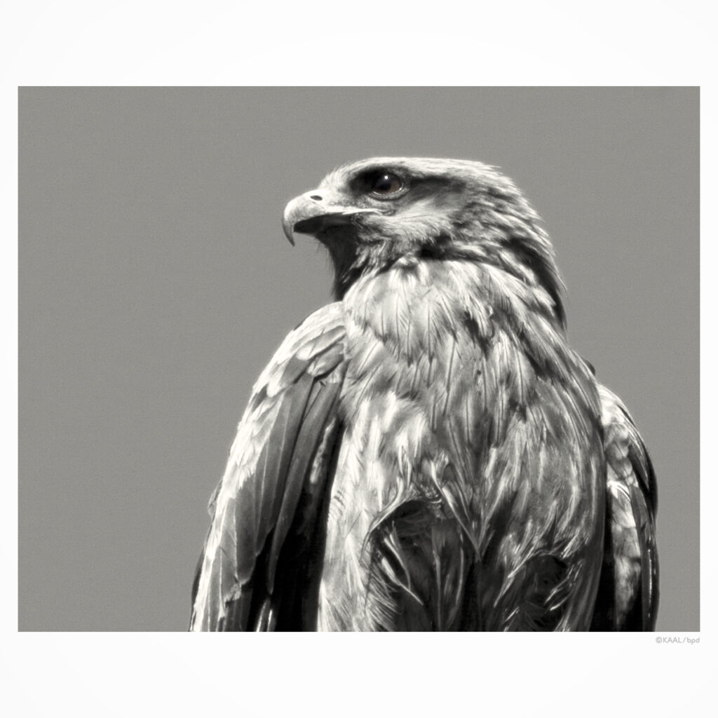 black kite トビ